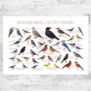 South Carolina Backyard Birds Field Guide Art Print / Watercolor Painting Print / Birdwatching Wall Art / Nature Print / Bird Poster