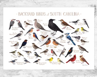 South Carolina Backyard Birds Field Guide Art Print / Watercolor Painting Print / Birdwatching Wall Art / Nature Print / Bird Poster