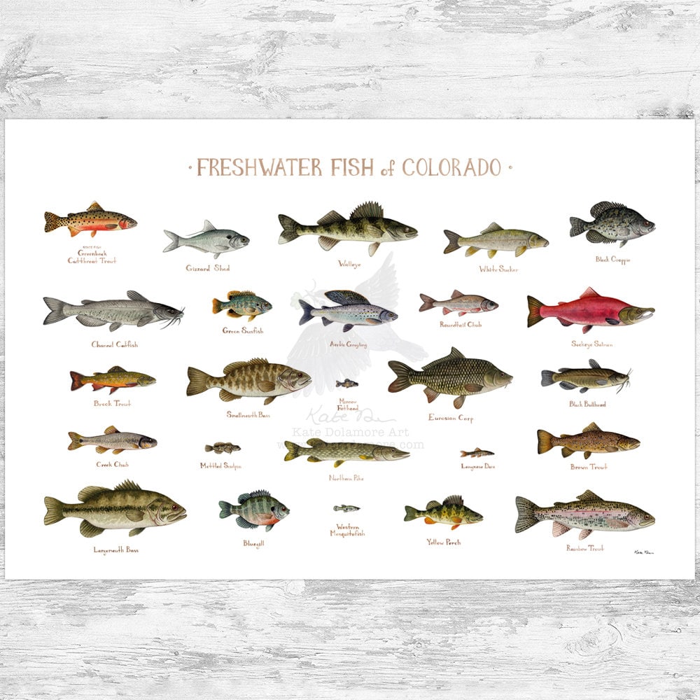 洋書　Freshwater Aquarium Fishes 淡水魚　大型本 洋書 Freshwater Aquarium Fishes 淡水魚 大型本 本