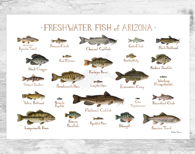 Arizona Freshwater Fish Field Guide Art Print / Fish Nature - Etsy