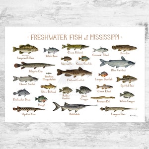 Impression d'art du guide de terrain sur les poissons d'eau douce du Mississippi / Poster d'étude de la nature des poissons