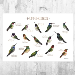 Hummingbirds of North America Birds Field Guide Art Print  / Watercolor Painting / Wall Art / Nature Print / Bird Poster