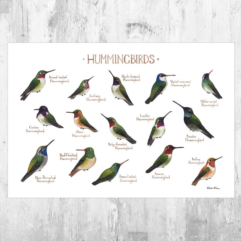 Hummingbirds of North America Birds Field Guide Art Print / Watercolor Painting / Wall Art / Nature Print / Bird Poster image 1