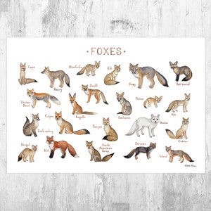 Foxes of the World Field Guide Art Print  / Watercolor Painting / Fox Wall Art / Nature Print / Wildlife Poster