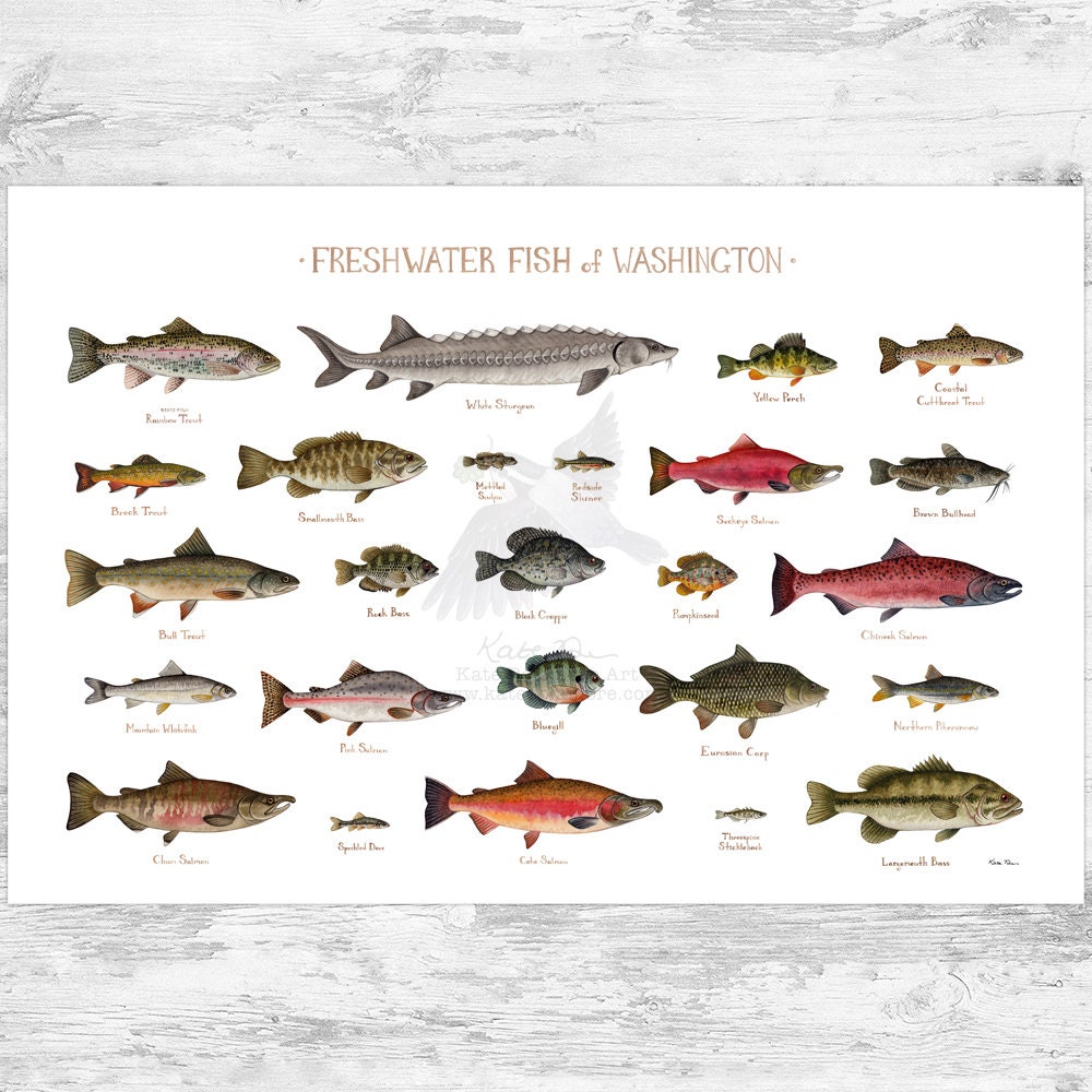 Washington Freshwater Fish Field Guide Art Print / Fish Nature Study Poster  -  Canada