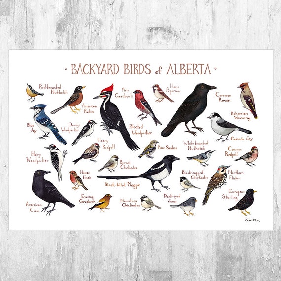 Backyard Bird Identification Chart