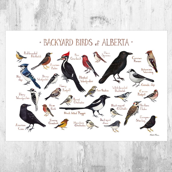 Backyard Bird Identification Chart