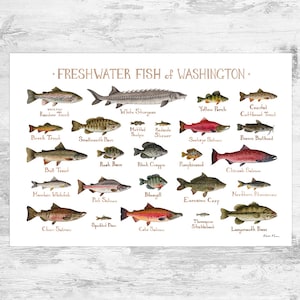 Washington Freshwater Fish Field Guide Art Print / Fish Nature Study Poster