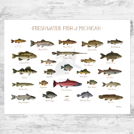 Michigan Freshwater Fish Field Guide Art Print / Fish Nature Study Poster 