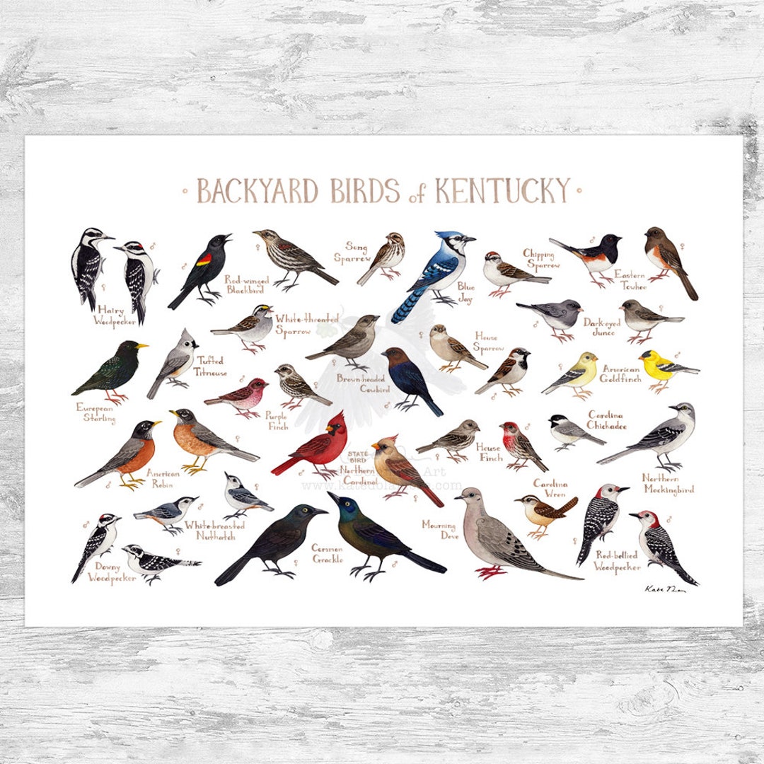Kentucky Backyard Birds Field Guide Art Print / Watercolor Painting Print / Birdwatching Wall