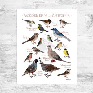 California Backyard Birds Field Guide Art Print Mini 8x10