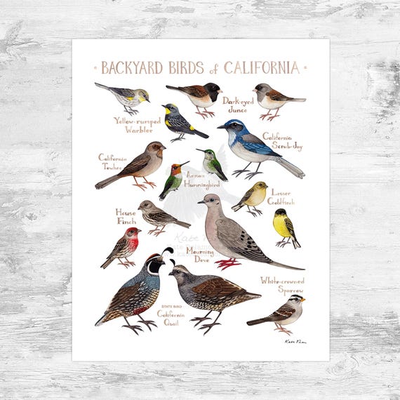 カリフォルニア裏庭の鳥類フィールドガイド アートプリント ミニ 8x10