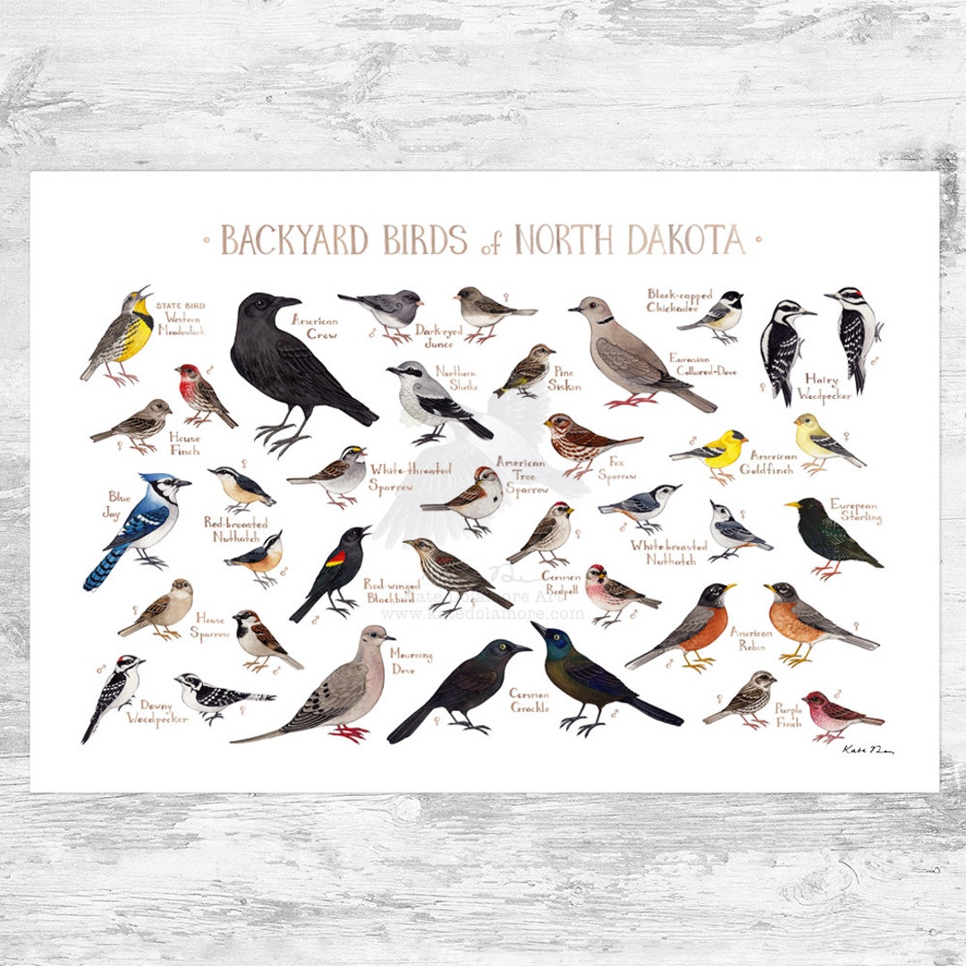 North Dakota Backyard Birds Field Guide Art Print / Watercolor Painting ...