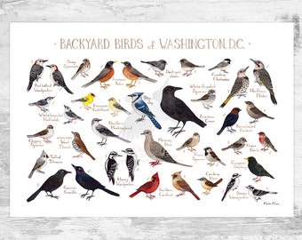 Washington, D.C. Backyard Birds Field Guide Art Print / District of Columbia Bird Poster / Birdwatching Wall Art / Nature Print