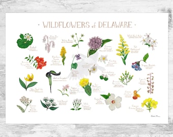 Delaware Wildflowers Field Guide Art Print / Common Flowers of Delaware / Delaware Native Plants Poster