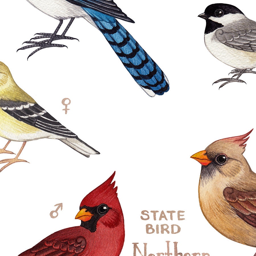 Ohio Backyard Birds Field Guide Art Print / Impresión de pintura de  acuarela / Arte de pared de observación de aves / Impresión de la  naturaleza / Cartel de aves -  México