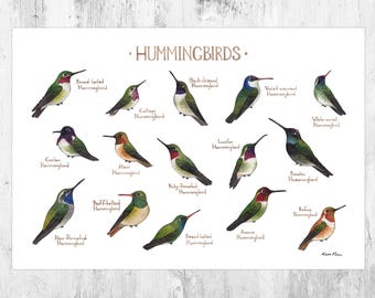 May include: A colorful illustration of 14 different hummingbird species with their names listed below each bird. The birds are depicted in various poses, with some flying and others perched on branches. The background is white.