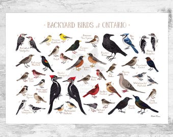 Guía de campo de aves de traspatio de Ontario: impresión artística, acuarela, arte mural, impresión de naturaleza y póster de aves