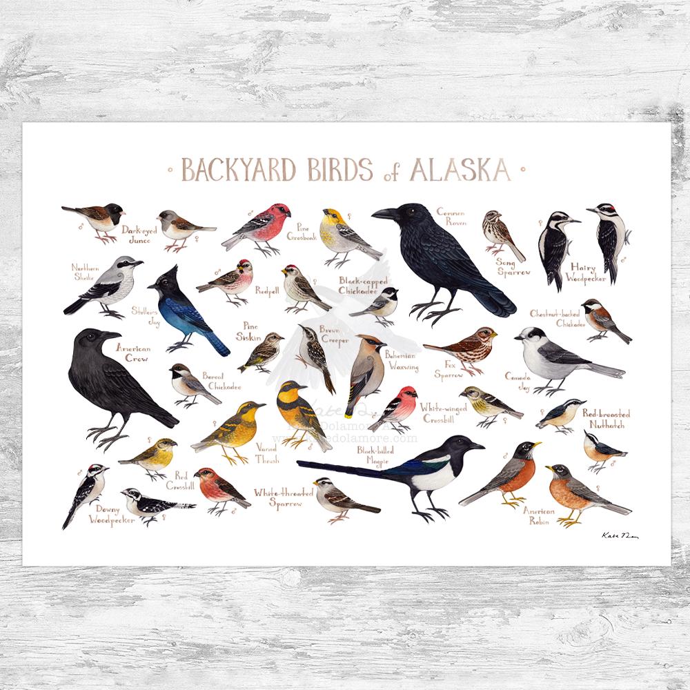 Alaska Backyard Birds Field Guide Art Print / Watercolor Painting Print / Birdwatching Wall Art / Nature Print / Bird Poster