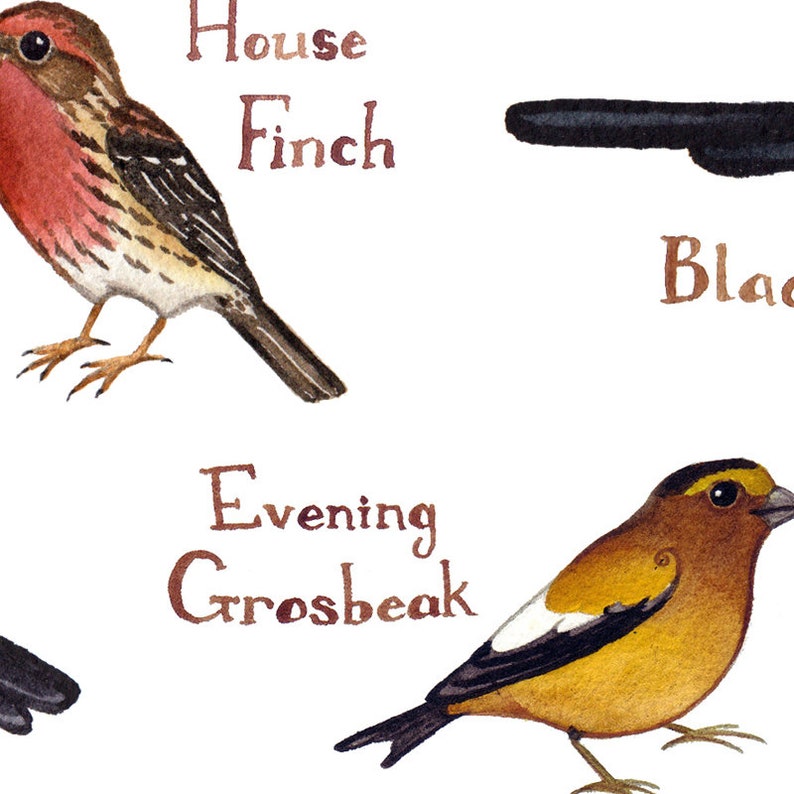 Manitoba Backyard Birds Field Guide Art Print / Watercolor Etsy