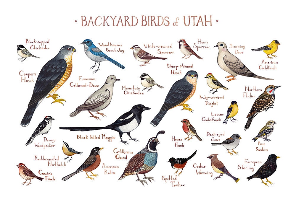 Utah Backyard Birds Field Guide Art Print / Watercolor Etsy