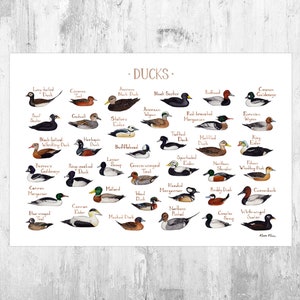 Patos de América del Norte Guía de campo Impresión de arte / Cartel de aves acuáticas / Estudio de la naturaleza de los patos de acuarela