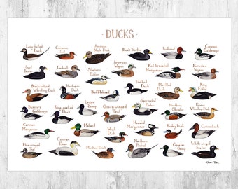 Ducks of North America Field Guide Art Print /  Water Birds Poster / Watercolor Ducks Nature Study