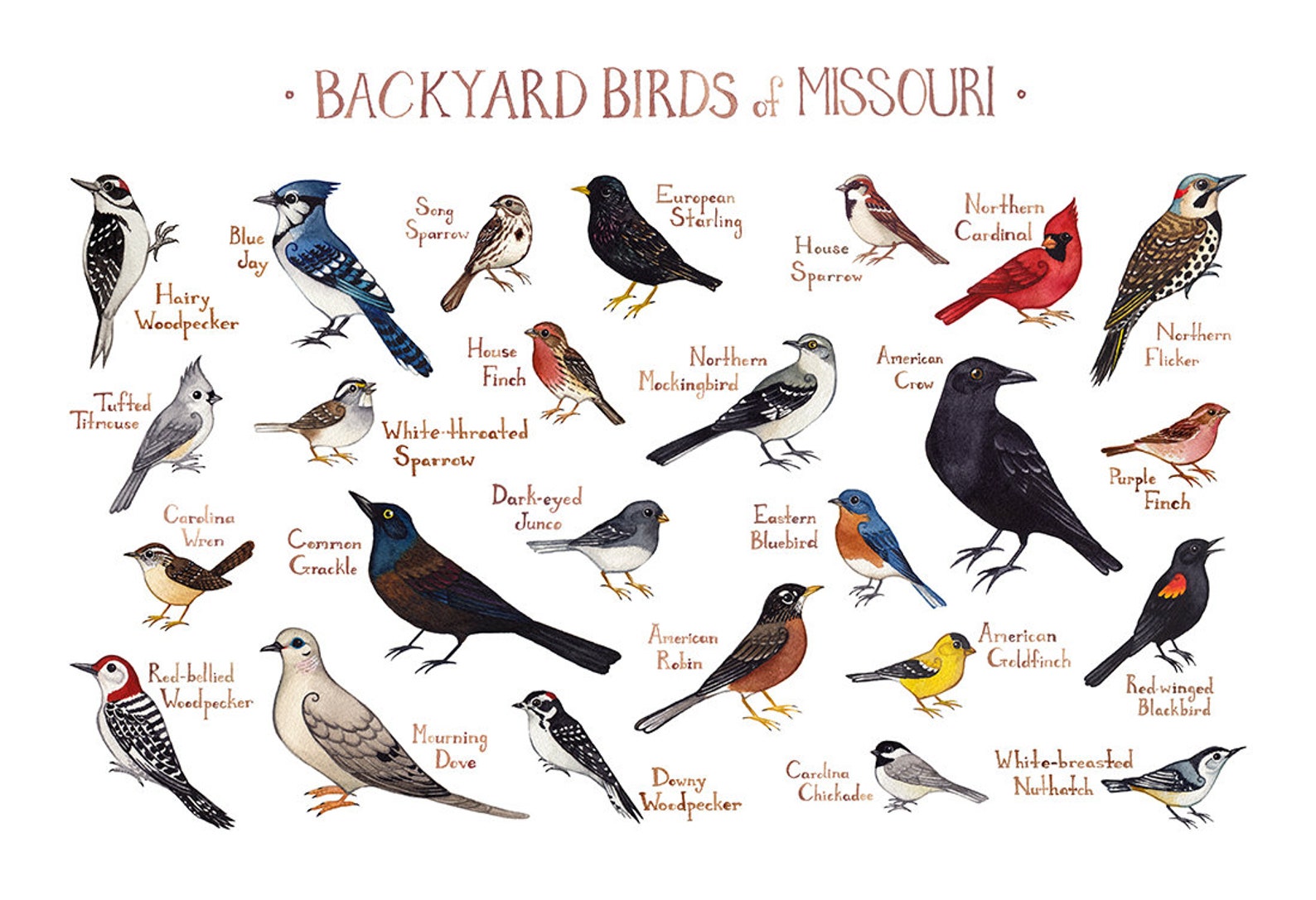 Missouri Backyard Birds Field Guide Art Print / Watercolor Etsy