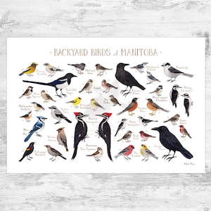 Manitoba Backyard Birds Field Guide Art Print / Watercolor Painting / Wall Art / Nature Print / Bird Poster