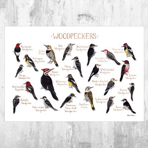 Woodpeckers of North America Field Guide Art Print  / Watercolor Painting / Wall Art / Nature Print / Bird Poster