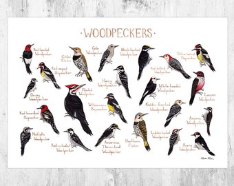 Woodpeckers of North America Field Guide Art Print  / Watercolor Painting / Wall Art / Nature Print / Bird Poster