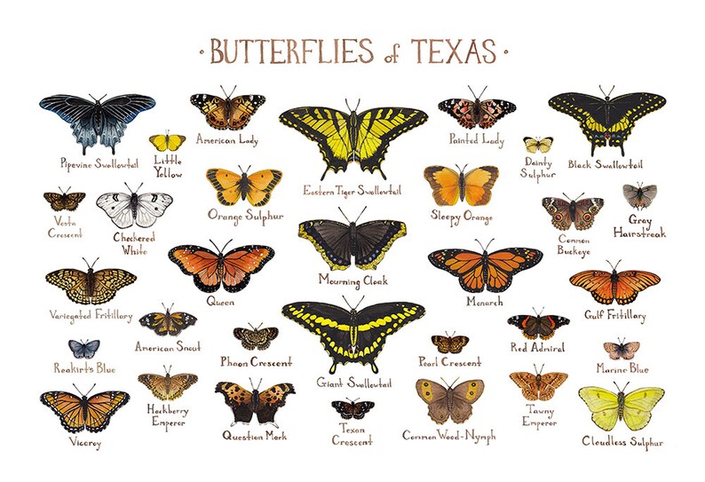 Texas Butterflies Field Guide Art Print / Butterfly Poster / Etsy