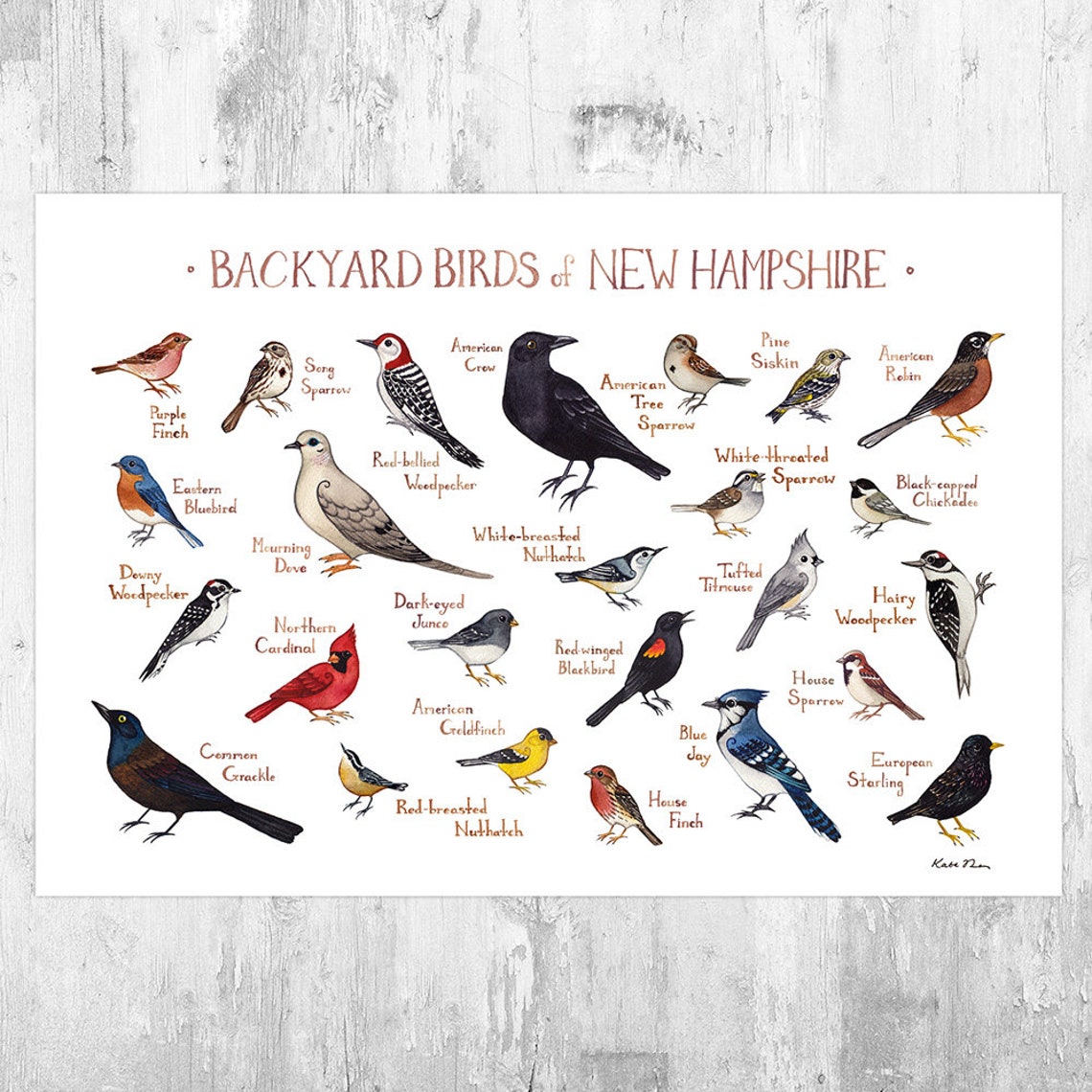 New Hampshire Backyard Birds Field Guide Art Print / Etsy Australia