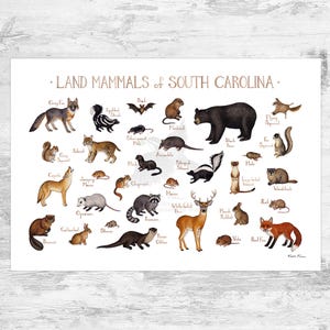 South Carolina Land Mammals Field Guide Art Print  / Animals of South Carolina / Watercolor Painting / Nature Art Print / Wildlife Poster