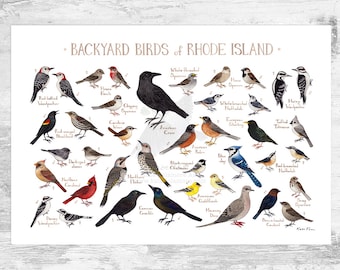 Rhode Island Backyard Birds Field Guide Art Print / Watercolor Painting Print / Birdwatching Wall Art / Nature Print / Bird Poster