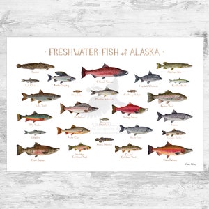 Alaska Freshwater Fish Field Guide Art Print / Fish Nature Study Poster