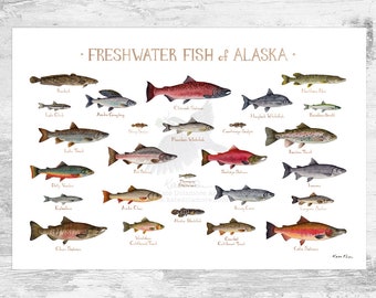 Alaska Freshwater Fish Field Guide Art Print / Fish Nature Study Poster