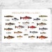 see more listings in the Freshwater Fish Prints section