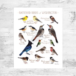 Washington Backyard Birds Field Guide Art Print Mini 8x10
