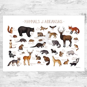 Arkansas Mammals Field Guide Art Print  / Animals of Arkansas / Watercolor Painting / Wall Art / Nature Print / Wildlife Poster