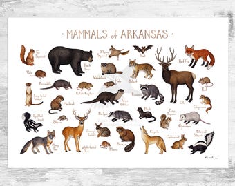 May include: Illustrated guide to the mammals of Arkansas. The poster features a variety of animals including a black bear, a bobcat, a deer, a raccoon, a squirrel, a skunk, a fox, and an elk. The poster is printed on white paper with brown text.