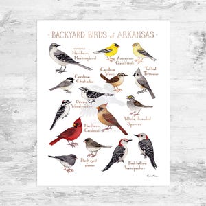 Arkansas Backyard Birds Field Guide Art Print Mini 8x10