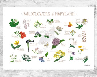 Maryland Wildflowers Field Guide Art Print / Common Flowers of Maryland / Maryland Native Plants Poster