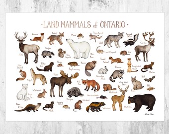 Wall Art Animal Classification - Etsy Wall Art Animal Classification - Etsy