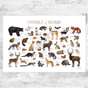 Nevada Säugetiere Field Guide Kunstdruck / Tiere von Nevada / Aquarell Malerei / Wandkunst / Naturdruck / Wildtier Poster