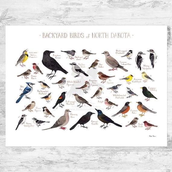 North Dakota Backyard Birds Field Guide Art Print / Watercolor