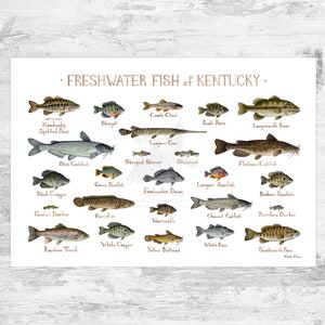 Impression d'art du guide des poissons d'eau douce du Kentucky / Poster d'étude de la nature des poissons