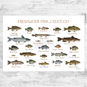 Kentucky Freshwater Fish Field Guide Art Print / Fish Nature Study Poster