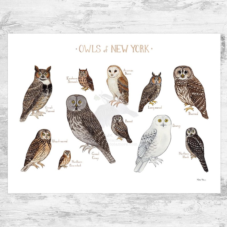 Impresión artística de la guía de campo de los New York Owls / Póster de aves rapaces en acuarela 24x18