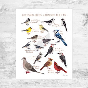 Massachusetts Backyard Birds Field Guide Art Print Mini 8x10